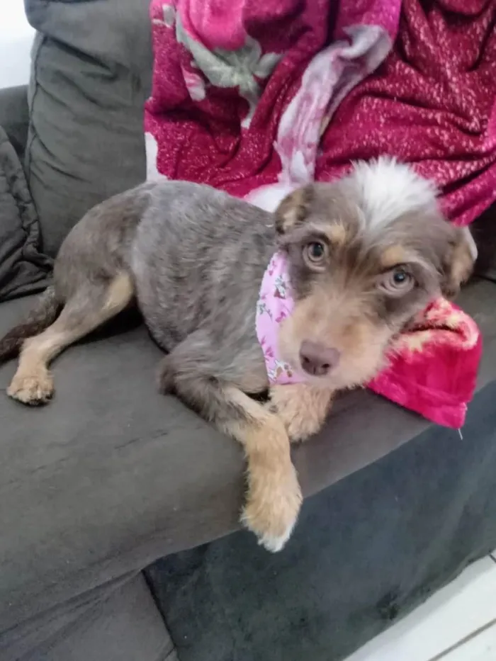 Cachorro ra a SRD-ViraLata idade 1 ano nome Flor