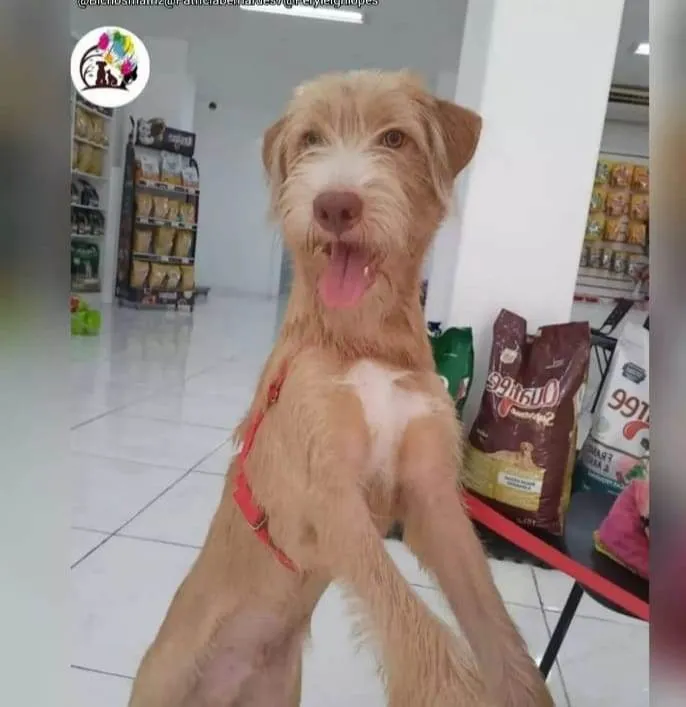 Cachorro ra a SRD-ViraLata idade 1 ano nome Bob