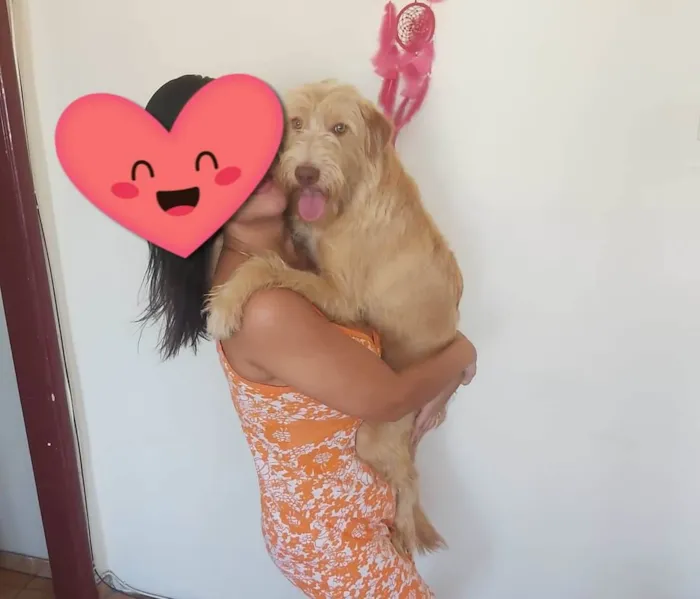 Cachorro ra a SRD-ViraLata idade 1 ano nome Bob