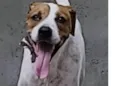 MAC