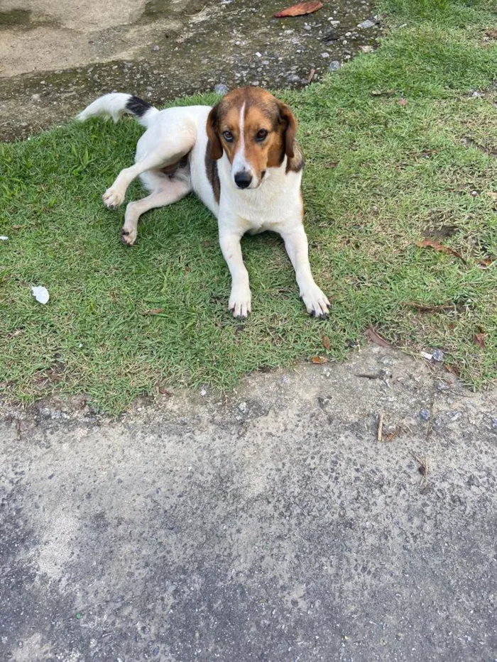 Cachorro ra a SRD-ViraLata idade 4 anos nome Nina 