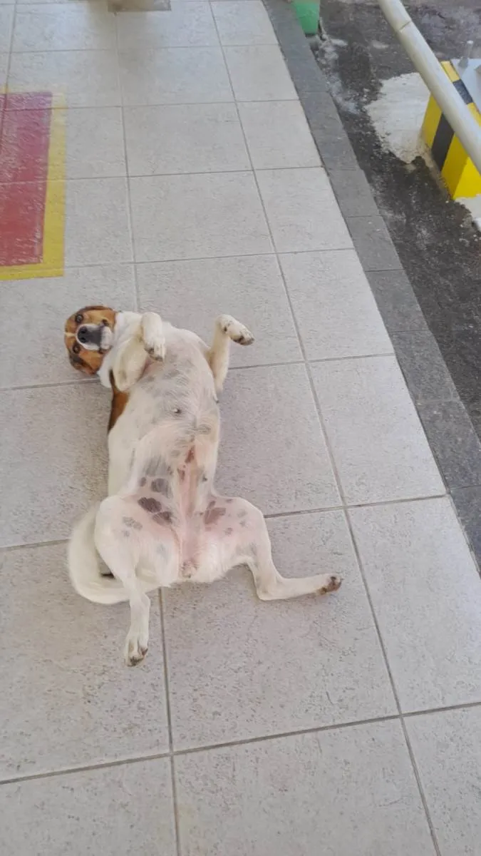 Cachorro ra a SRD-ViraLata idade 4 anos nome Nina 