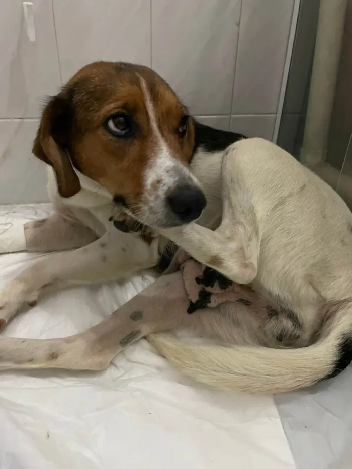 Cachorro ra a SRD-ViraLata idade 4 anos nome Nina 