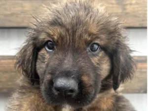 Cachorro raça SRD-ViraLata idade Abaixo de 2 meses nome Dexter