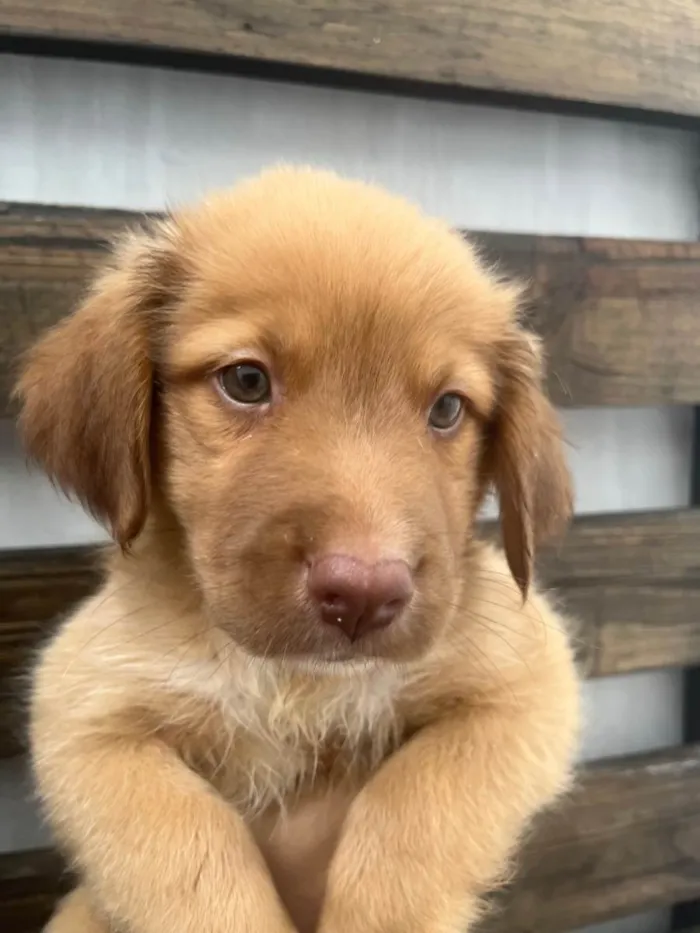 Cachorro raça SRD-ViraLata idade Abaixo de 2 meses nome Ricky