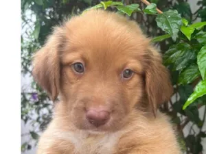 Cachorro raça SRD-ViraLata idade Abaixo de 2 meses nome Ricky
