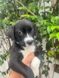 Cachorro raça SRD-ViraLata idade Abaixo de 2 meses nome Penny