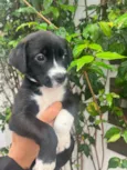Cachorro raça SRD-ViraLata idade Abaixo de 2 meses nome Penny