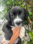 Cachorro raça SRD-ViraLata idade Abaixo de 2 meses nome Penny