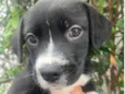 Cachorro raça SRD-ViraLata idade Abaixo de 2 meses nome Penny