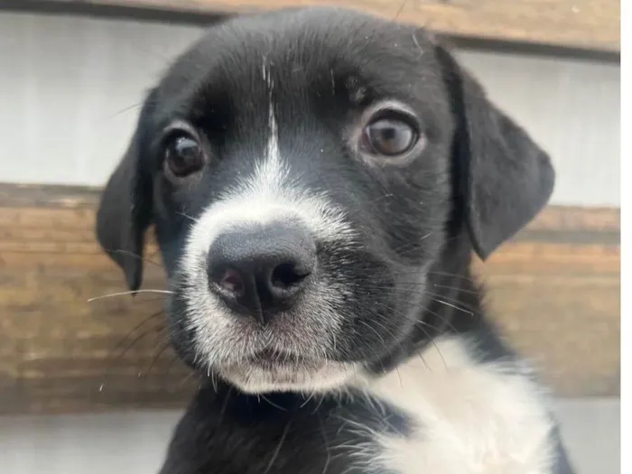 Cachorro raça SRD-ViraLata idade Abaixo de 2 meses nome Penny