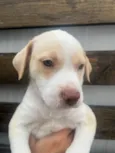 Cachorro raça SRD-ViraLata idade Abaixo de 2 meses nome Jack