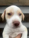 Cachorro raça SRD-ViraLata idade Abaixo de 2 meses nome Jack