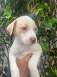 Cachorro raça SRD-ViraLata idade Abaixo de 2 meses nome Jack