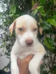 Cachorro raça SRD-ViraLata idade Abaixo de 2 meses nome Jack