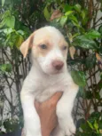 Cachorro raça SRD-ViraLata idade Abaixo de 2 meses nome Jack
