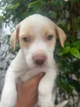 Cachorro raça SRD-ViraLata idade Abaixo de 2 meses nome Jack