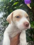 Cachorro raça SRD-ViraLata idade Abaixo de 2 meses nome Jack