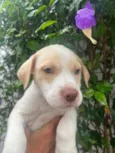 Cachorro raça SRD-ViraLata idade Abaixo de 2 meses nome Jack