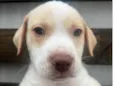 Cachorro raça SRD-ViraLata idade Abaixo de 2 meses nome Jack