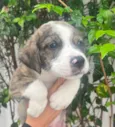 Cachorro raça SRD-ViraLata idade Abaixo de 2 meses nome Theo