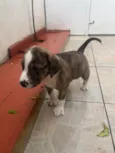 Cachorro raça SRD-ViraLata idade Abaixo de 2 meses nome Theo