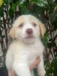 Cachorro raça SRD-ViraLata idade Abaixo de 2 meses nome Polly