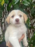 Cachorro raça SRD-ViraLata idade Abaixo de 2 meses nome Polly