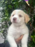 Cachorro raça SRD-ViraLata idade Abaixo de 2 meses nome Polly