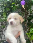 Cachorro raça SRD-ViraLata idade Abaixo de 2 meses nome Polly