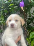 Cachorro raça SRD-ViraLata idade Abaixo de 2 meses nome Polly