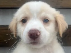 Cachorro raça SRD-ViraLata idade Abaixo de 2 meses nome Polly