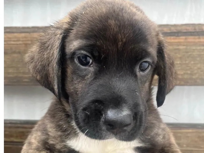 Cachorro raça SRD-ViraLata idade Abaixo de 2 meses nome Duke