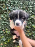 Cachorro raça SRD-ViraLata idade Abaixo de 2 meses nome Joey
