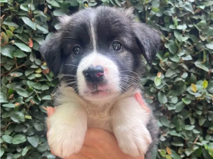 Cachorro raça SRD-ViraLata idade Abaixo de 2 meses nome Joey