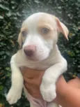 Cachorro raça SRD-ViraLata idade Abaixo de 2 meses nome Puppy