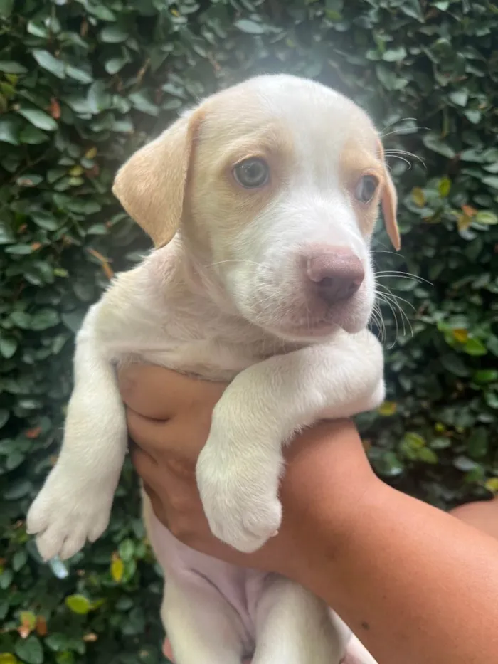 Cachorro raça SRD-ViraLata idade Abaixo de 2 meses nome Puppy