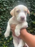 Cachorro raça SRD-ViraLata idade Abaixo de 2 meses nome Puppy