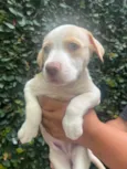 Cachorro raça SRD-ViraLata idade Abaixo de 2 meses nome Puppy
