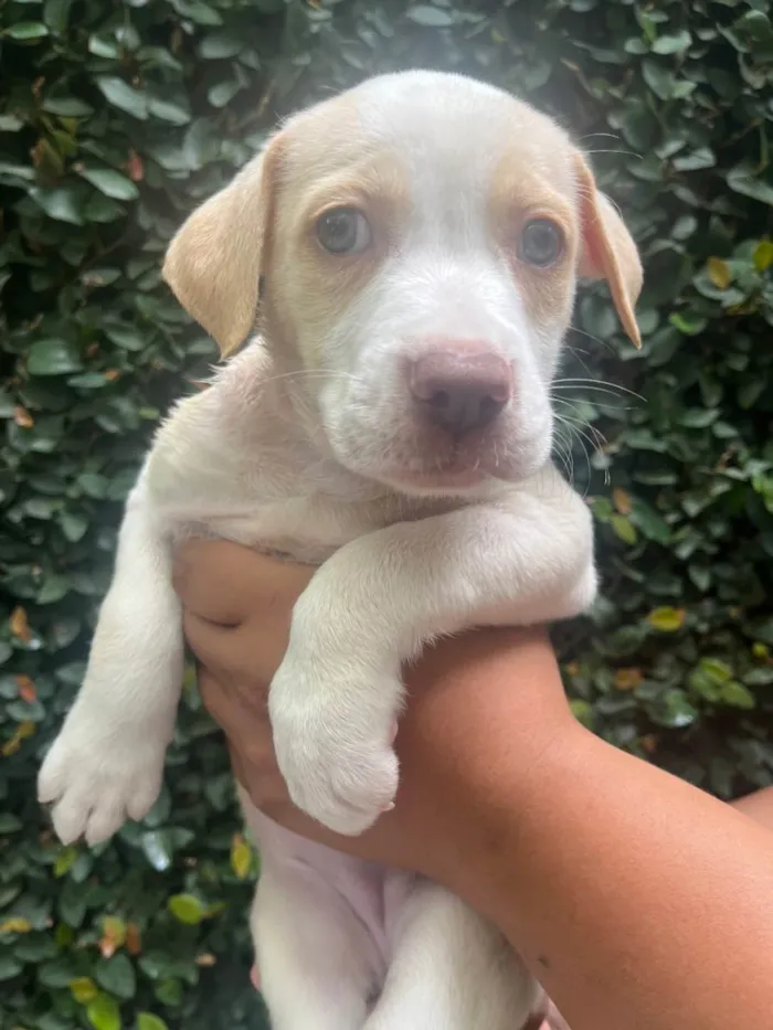 Cachorro raça SRD-ViraLata idade Abaixo de 2 meses nome Puppy