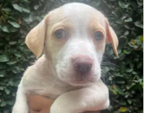 Cachorro raça SRD-ViraLata idade Abaixo de 2 meses nome Puppy