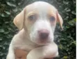 Cachorro raça SRD-ViraLata idade Abaixo de 2 meses nome Puppy