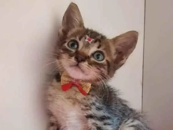 Gato raça SRD-ViraLata idade Abaixo de 2 meses nome Bella