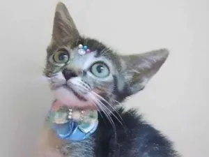 Gato raça SRD-ViraLata idade Abaixo de 2 meses nome Duda