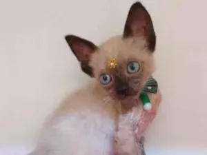 Gato raça SRD-ViraLata idade Abaixo de 2 meses nome Lori