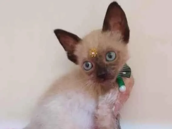 Gato raça SRD-ViraLata idade Abaixo de 2 meses nome Lori