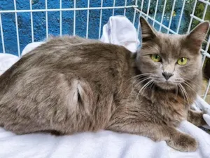 Gato raça SRD-ViraLata idade 2 anos nome BIA BLUE