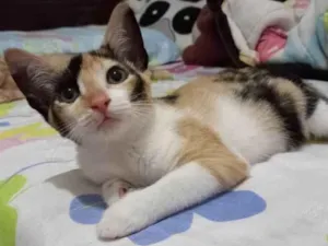 Gato raça SRD-ViraLata idade 2 a 6 meses nome Enid