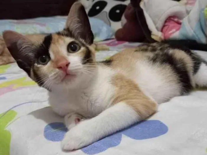 Gato raça SRD-ViraLata idade 2 a 6 meses nome Enid