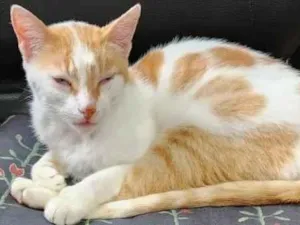 Gato raça SRD idade 2 a 6 meses nome Joãozinho